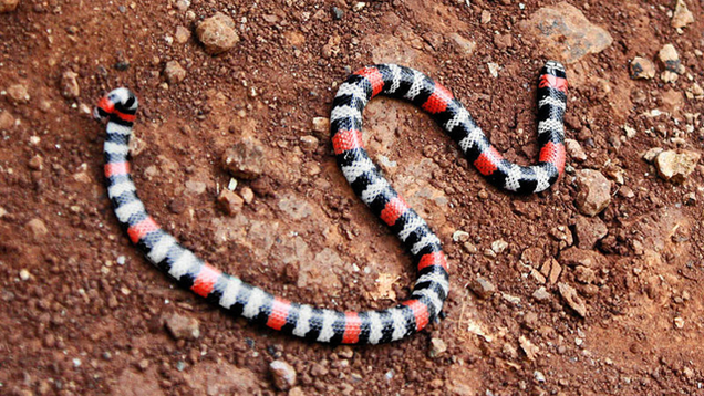 Illustration for article titled 7 Of The World’s Deadliest Snakes Who Would Be No Match For My Lawn Mower